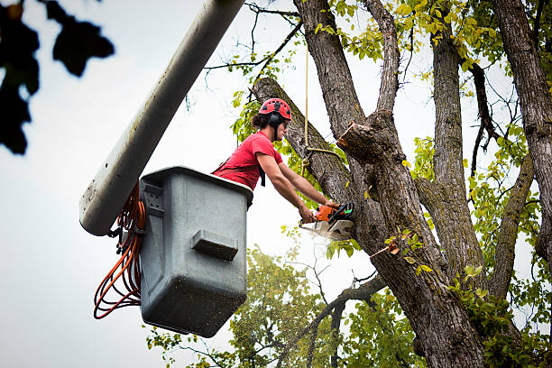 Professional Tree Service in Washington, KS